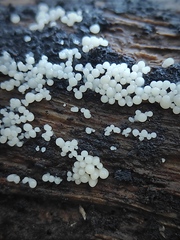 Myxomycetes