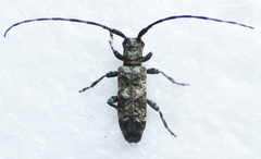 Eunidia aspersa
