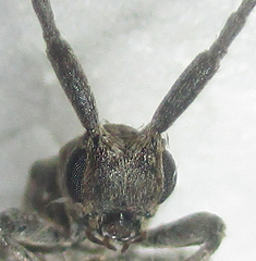 Eunidia aspersa