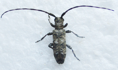 Eunidia aspersa
