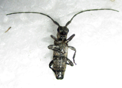 Eunidia aspersa