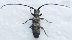 Eunidia aspersa