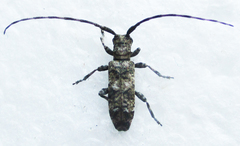 Eunidia aspersa