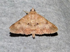 Hypospila