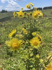 Berkheya robusta
