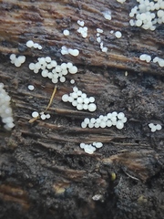 Myxomycetes