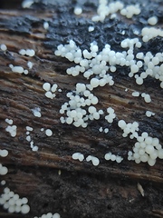 Myxomycetes