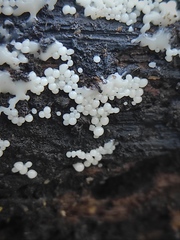 Myxomycetes