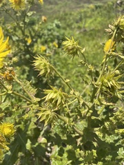 Berkheya robusta