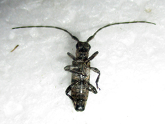 Eunidia aspersa