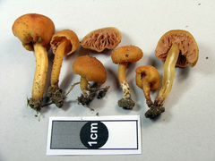 Macrocystidia reducta
