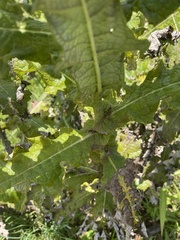 Berkheya robusta