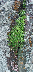 Delosperma grantiae