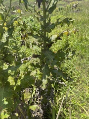 Berkheya robusta