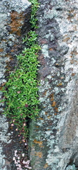 Delosperma grantiae