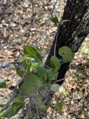 Diospyros rhodocalyx