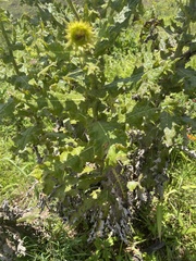 Berkheya robusta