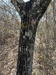 Diospyros rhodocalyx