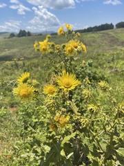 Berkheya robusta