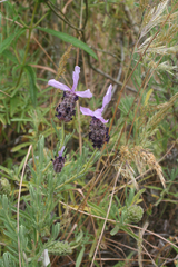 Lavandula stoechas