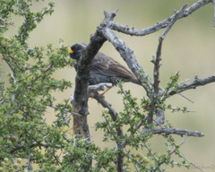 Rhopospina carbonaria