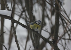 Cyanistes caeruleus