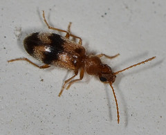 Notoxus calcaratus