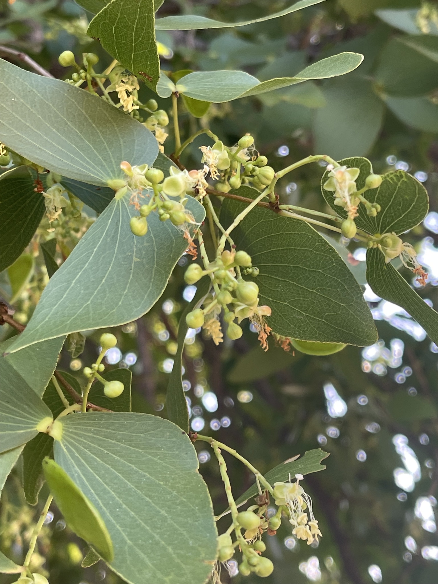 Radice Di Mopane - Decorazione Naturale Per Tillandsie, Acquari E Terrari, Taglia S (12-18cm)