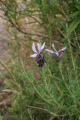 Lavandula stoechas