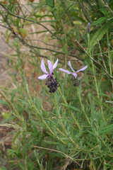 Lavandula stoechas