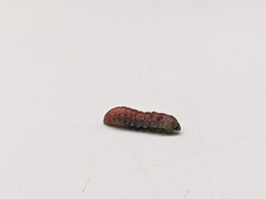 Tegeticula maculata