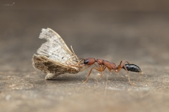 Harpegnathos saltator