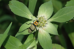 Chauliognathus nigrocinctus