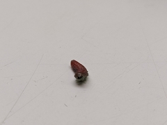 Tegeticula maculata