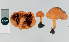 Macrocystidia reducta