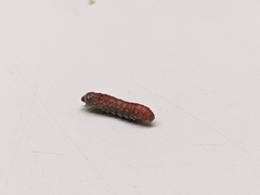 Tegeticula maculata
