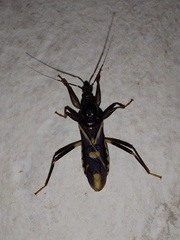 Rasahus sulcicollis