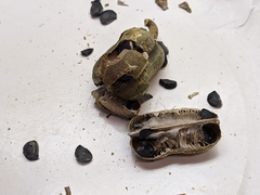 Tegeticula maculata