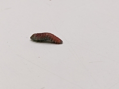 Tegeticula maculata