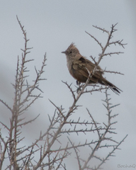Rhinocrypta lanceolata