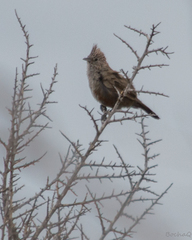 Rhinocrypta lanceolata
