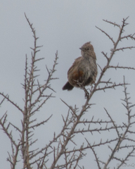 Rhinocrypta lanceolata