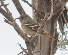 Knipolegus hudsoni