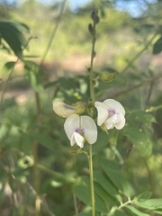 Tephrosia noctiflora