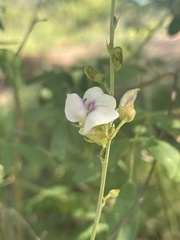 Tephrosia noctiflora
