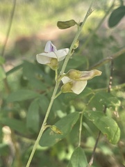 Tephrosia noctiflora