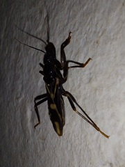 Rasahus sulcicollis