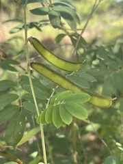 Tephrosia noctiflora