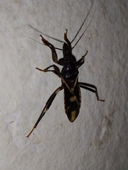 Rasahus sulcicollis