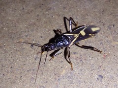 Rasahus sulcicollis